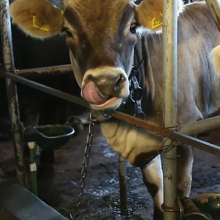 Resort Mecavnik Mokra Gora