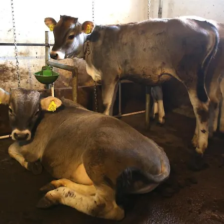 Mecavnik Resort Mokra Gora